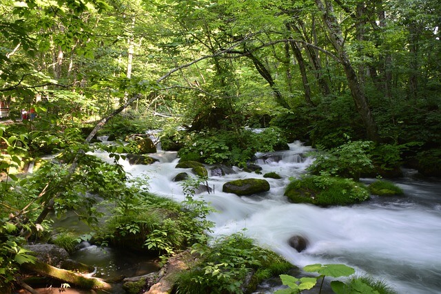Dans une forêt une rivière passe avec un fort courant